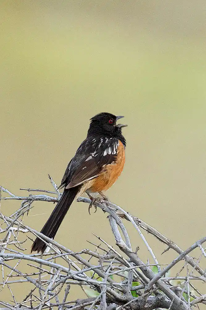 Spotted Towhee (Pipilo maculatus) singing at dawn.