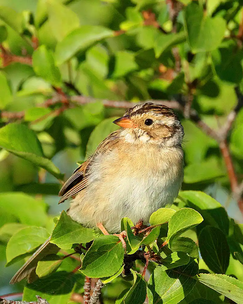 Brewer's Sparrow (Spizella breweri)