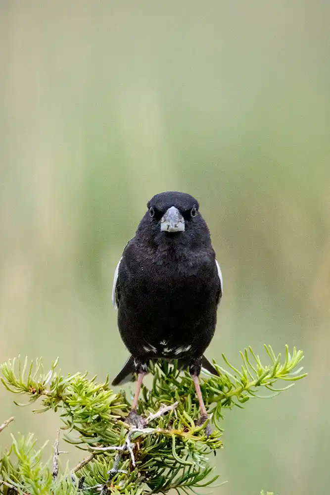 Lark Bunting (Calamospiza melanocorys) male.