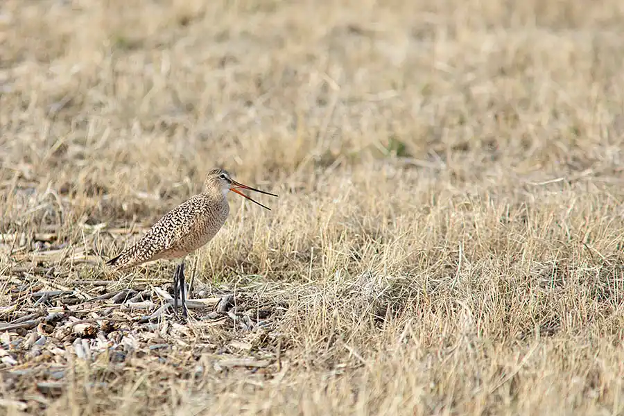 Marbled Godwit (Limosa fedoa)