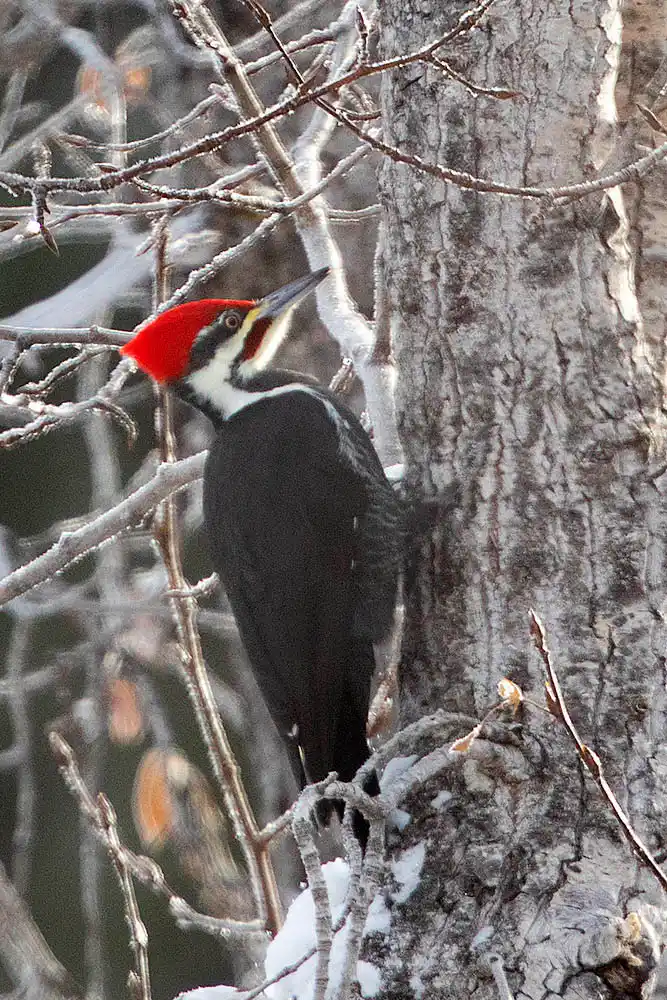 Pileated Woodpecker (Dryocopus pileatus )