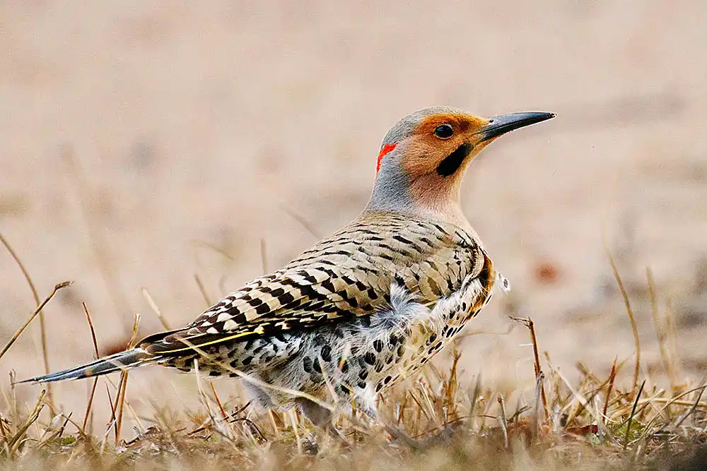 Northern Flicker (Colaptes auratus) male.