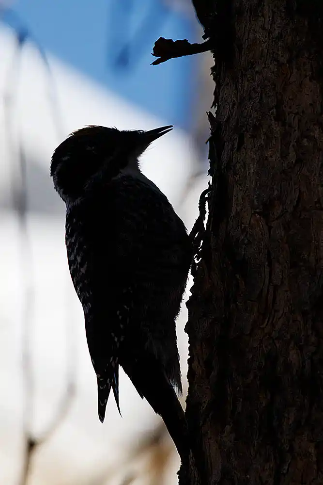 Three-toed Woodpecker (Picoides dorsalis) silhouette.