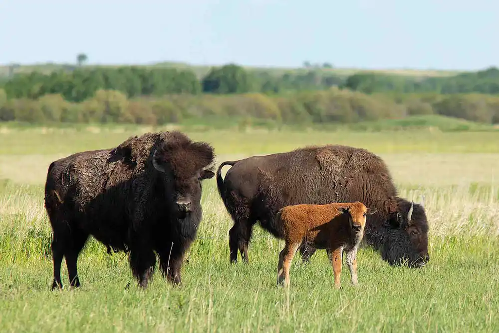 Plains Bison (Bison bison bison) Females with calf.