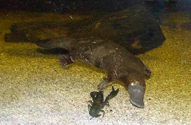 Platypus (Ornithorhynchus anatinus) chasing Freshwater Crayfish or Yabby (Cherax Destructor) 