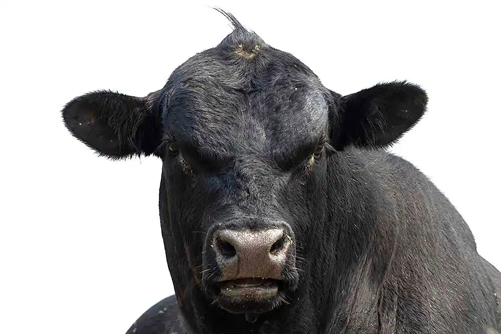 Angus Cattle (Bos taurus) bull portrait.