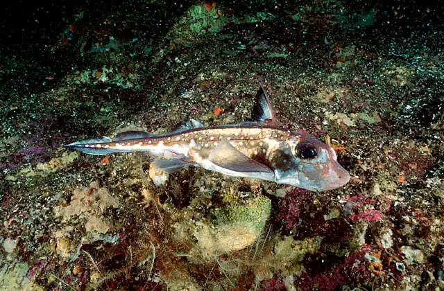 Spotted Ratfish Chimaera (Hydrolagus colliei) Male.