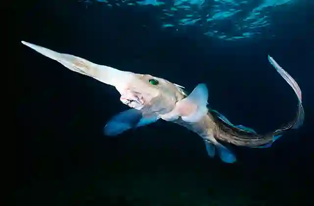 Pacific Spookfish (Rhinochimaera pacifica) Snout has electrical receptors to detect hidden prey. Commercial species.