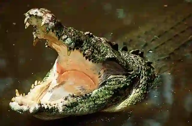 Saltwater Crocodile (Crocodylus porosus) or Estuarine Crocodile. Large male with mouth open in territorial threat posture.