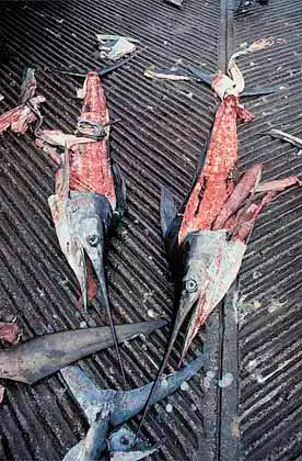 Striped Marlin (Tetrapturus audax) carcasses after fishing tourniment.