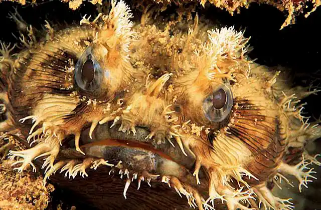 Banded Frogfish (Halophyrne diemensis)