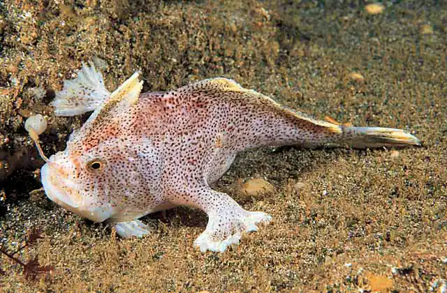 Ziebell's Handfish (Brachiopsilus ziebelli) with extended illicium or lure. Rare and protected species. Poisonous flesh. May now be extinct.