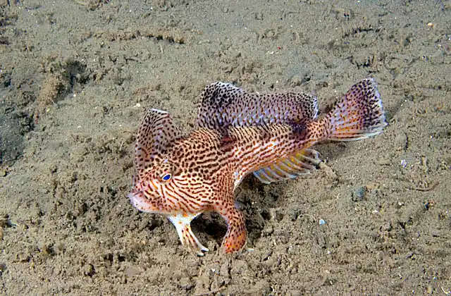 Spotted Handfish (Brachionichthys hirsutus) Critically endangered species. Eggs laid on sea bed are consumed by foreign Northern Pacific Sea Star (Asterias amurensis) introduced in shipping ballast water.