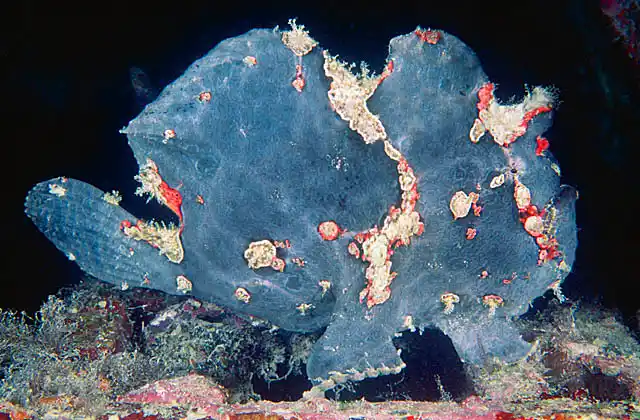 Giant Anglerfish (Antennarius commersonii)