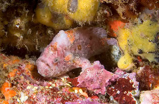 Spotfin Anglerfish (Antennarius nummifer) hiding in ledge among small sponges on rocky reef.