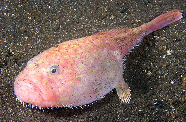 Endeavour Coffinfish (Chaunax abei) Deepwater species related to Anglerfish with a similar small head mounted lure or illicium used to attract prey.