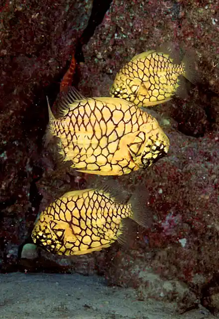 Pineapplefish (Cleidopus gloriamaris) Have light organ below jaw for nocturnal feeding.