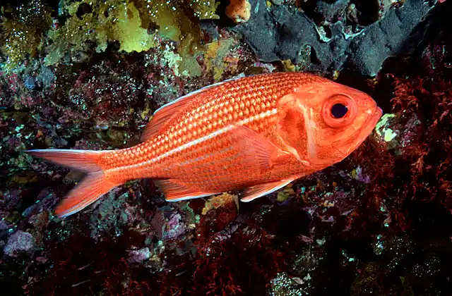 Red or King Snapper (Centroberyx gerrardi) Nocturnal feeder.