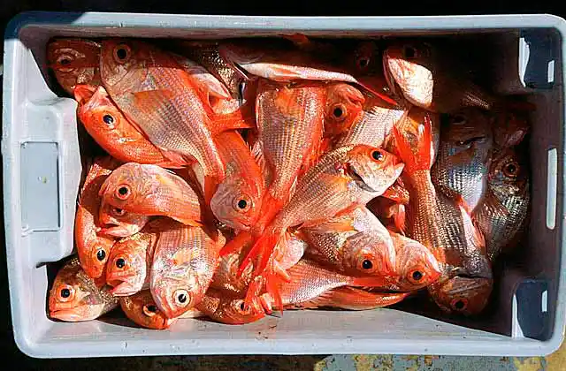 Nannygai (Centroberyx affinis) in fish box. Caught in deep water trawl net. Commercial species.
