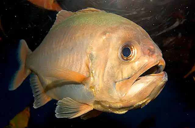 Blueberry Roughy (Gephroberyx japonicus)