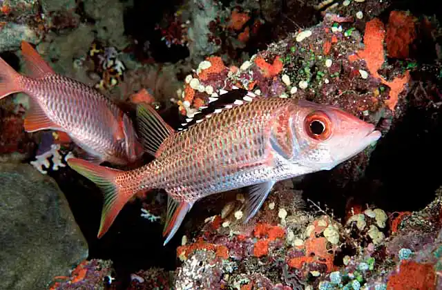 Blackfin Squirrelfish (Neoniphon opercularis)