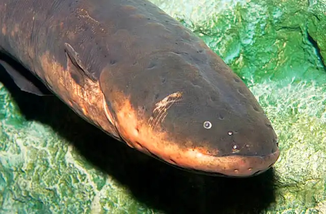 Electric Eel (Electrophorus electricus) Obtaining 80% of it's oxygen from gulping air, this species of fish, which is not actually an eel, is capable of inflicting a powerful electric shock up to 650 volts.
