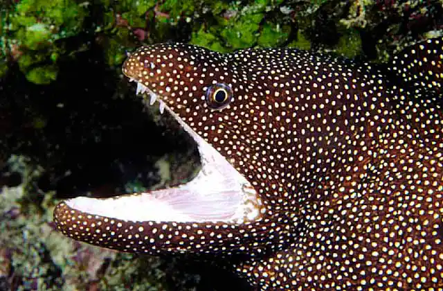 Whitemouth Moray Eel (Gymnothorax meleagris)
