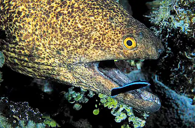 Yellowmargin Moray Eel (Gymnothorax flavimarginatus) being cleaned by Cleaner Wrasse (Labroides sp.)