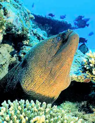 Giant Moray Eel (Gymnothorax javanicus)