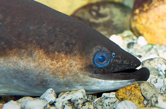 Longfinned Eel (Anguilla reinhardtii) Freshwater species which migrates to and breeds in the ocean.