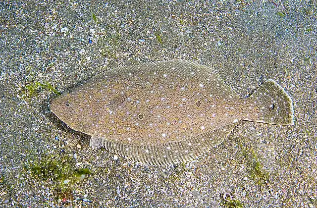 Olive Flounder (Paralichthys olivaceus)