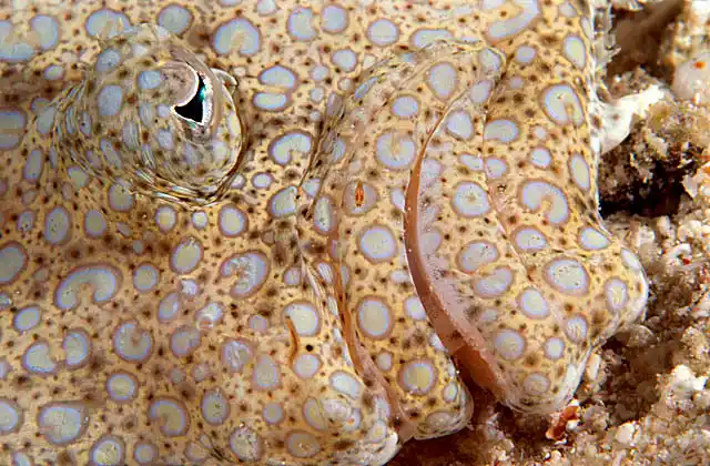 Panther Flounder (Bothus pantherinus)