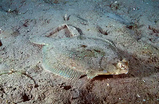 C-O Flounder (Pleuronichthys coenosus)