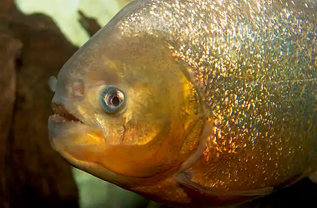 Natterer's Piranha (Pygocentrus nattereri)