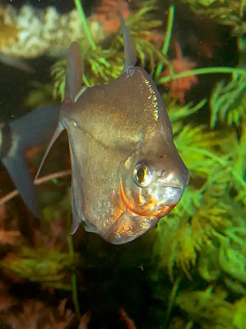 Silver Dollar (Metynnis argenteus) Freshwater cichlid species popular in aquariums.