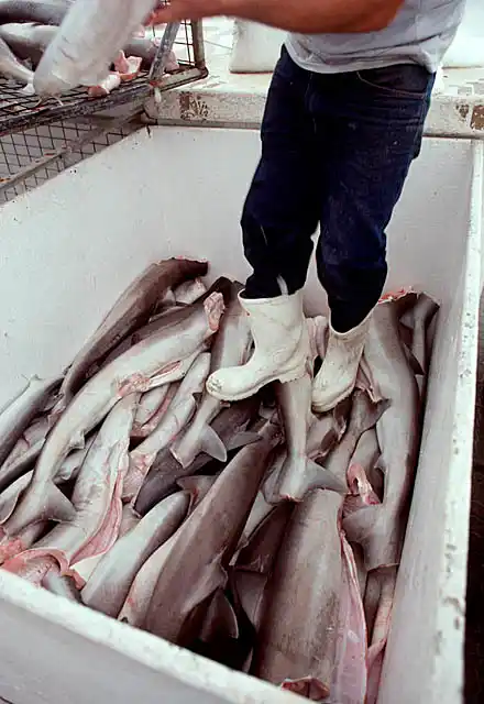 School Sharks (Galeorhinus galeus) and Gummy Sharks (Mustelus antarcticus) being loaded into freezer transport.