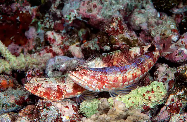Reef Lizardfish (Synodus variegatus)