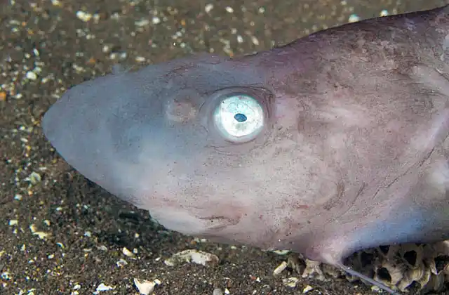 Japanese Jellynose Fish (Ateleopus japonicus) portrait. Deepwater fish species  in 140 to 600 meters.