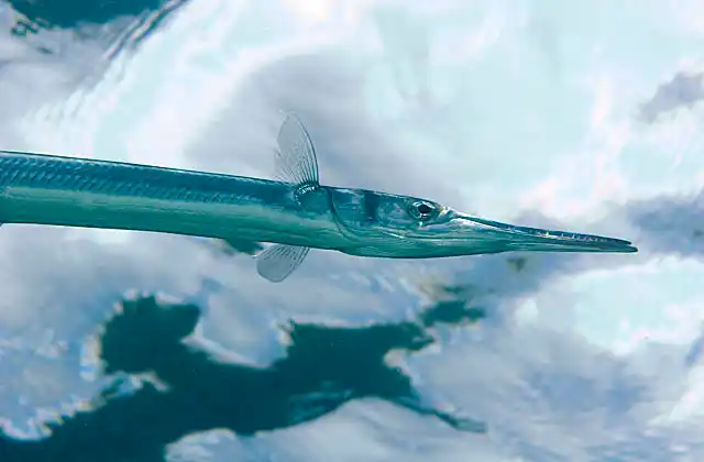 Hound Needlefish (Tylosurus crocodilus crocodilus)