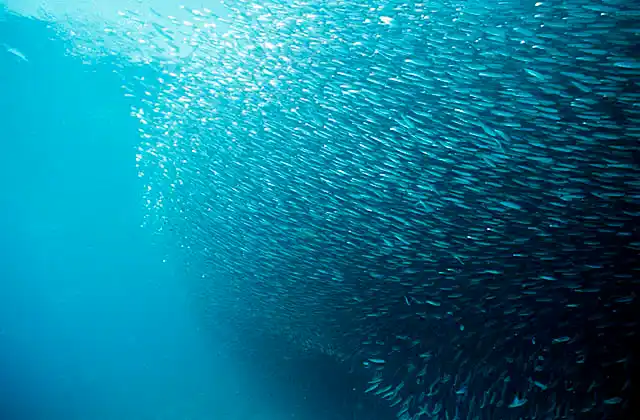Elongate Hardyhead (Atherinosoma microstoma) bait ball.