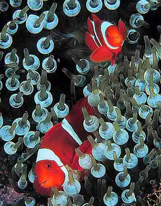 Spine-cheek Anemonefish (Premnas biaculeatus) on Bulb-tentacle Sea Anemone (Entacmaea quadricolor)