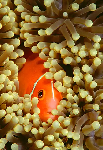 Pink Anemonefish (Amphiprion perideraion) in Magnificent Sea Anemone (Heteractis magnifica)