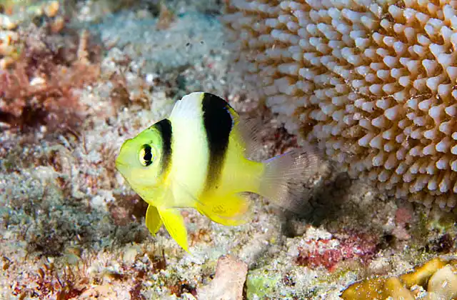 Honey-head Damsel (Dischistodus prosopotaenia) Juvenile.