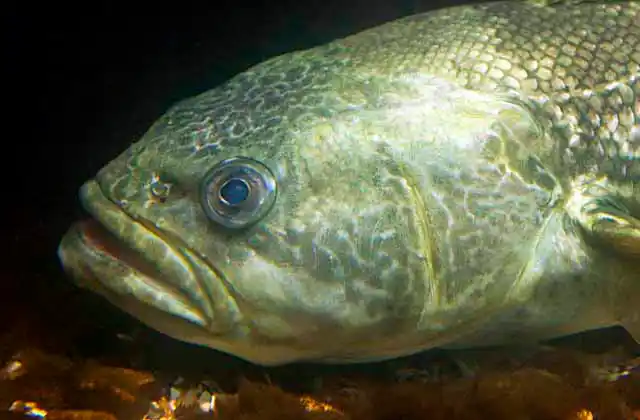 Marbled Rockcod (Notothenia rossii) Antarctic species with anti-freeze blood.