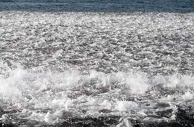 Eastern Australian Salmon (Arripis trutta) baitball feeding on krill.