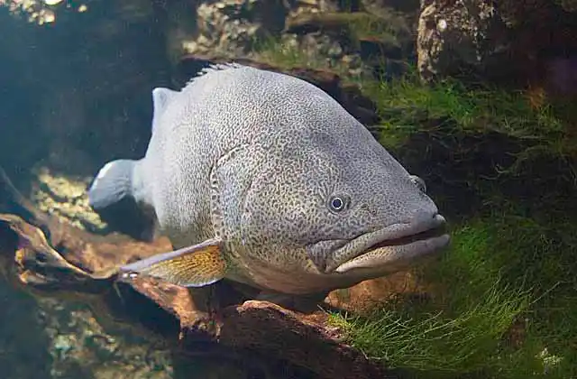 Murray Cod (Maccullochella peelii) Large fresh water fish of the Murray-Darling river system in Australia. Partially protected species.
