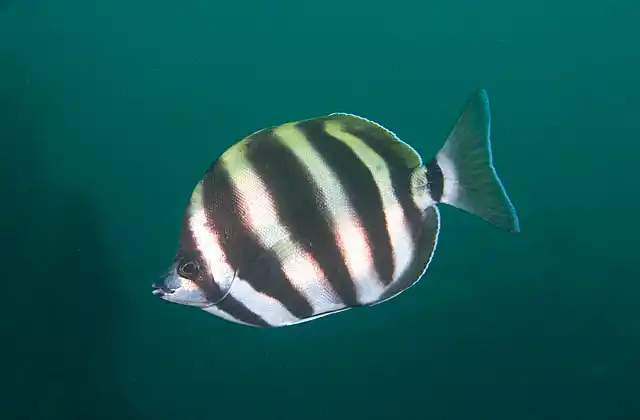 Moonlighter (Tilodon sexfasciatum)