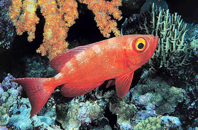 Glasseye Fish (Heteropriacanthus cruentatus)