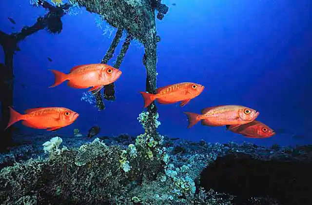 Crescent-tail Bigeye Fish (Priacanthus hamrur) schooling over shipwreck.