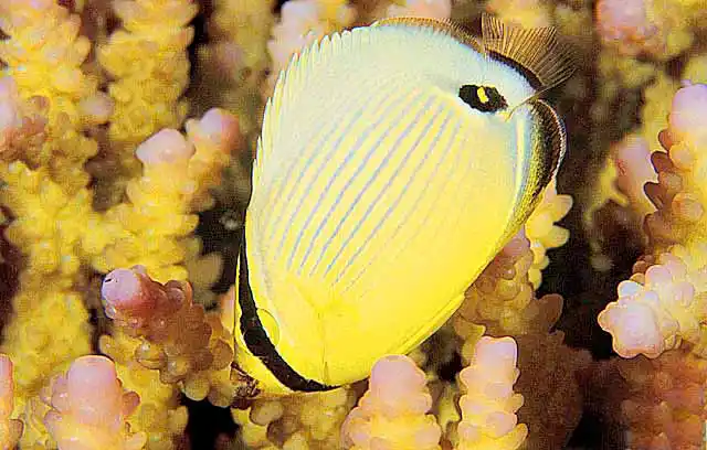 Juvenile Redfin Butterflyfish (Chaetodon trifasciatus) Feeding on Acropora coral.